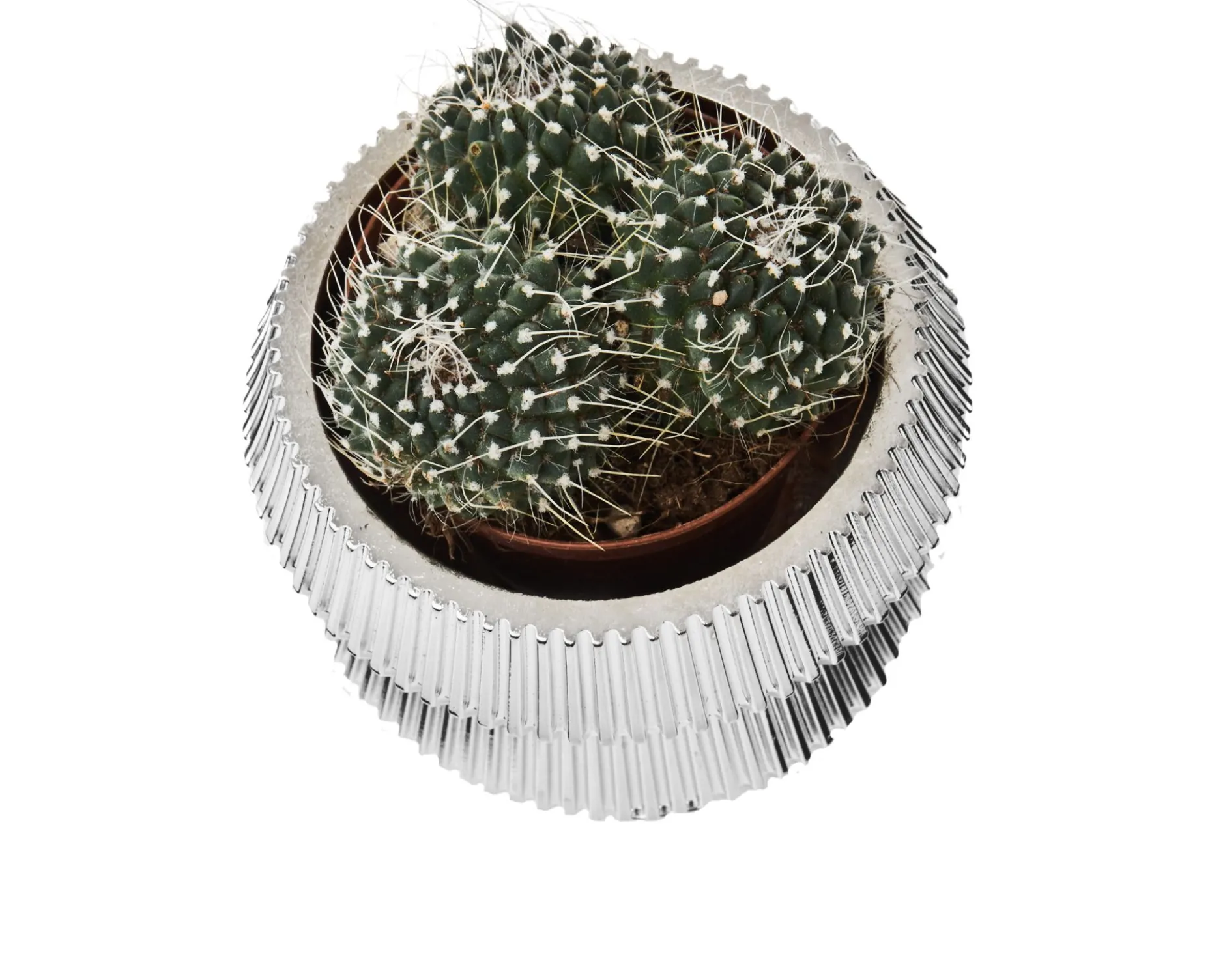 Vasetto con piantina design Selezione zanolli